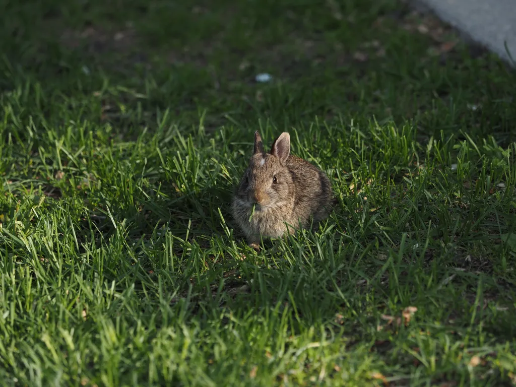 a baby rabbit in the grass