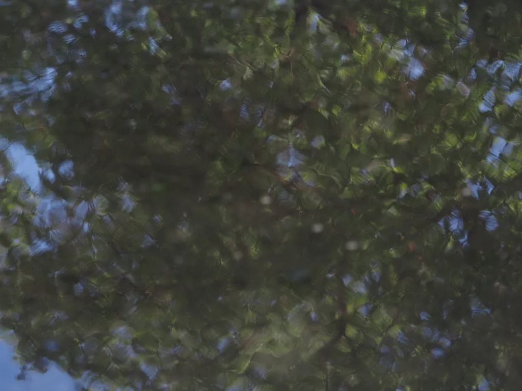 a tree reflected in a puddle