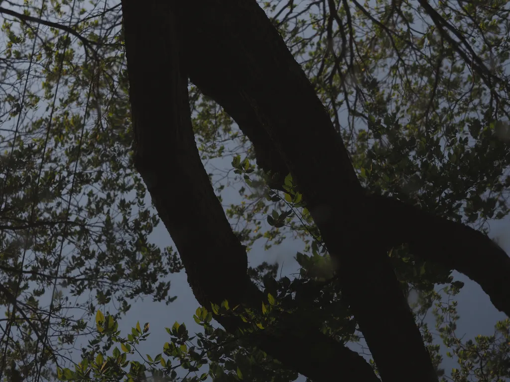 trees reflected in a puddle