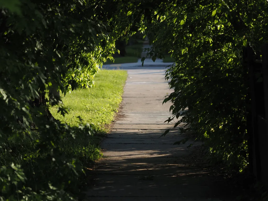 a sidewalk covered by trees