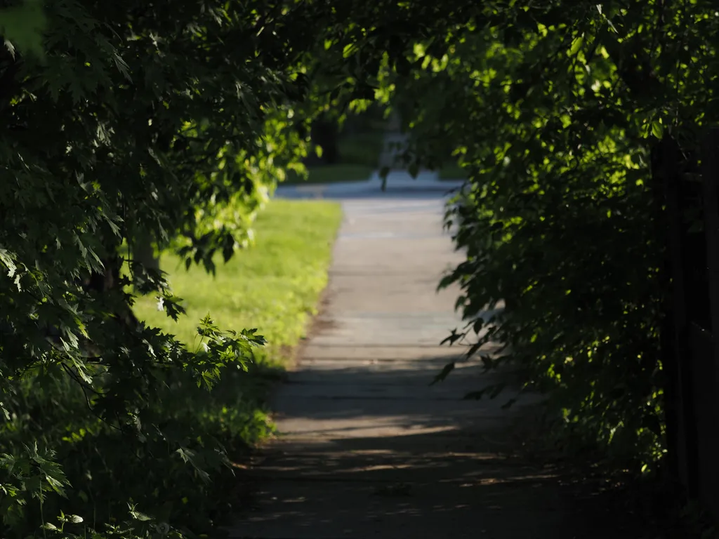 a sidewalk covered by trees