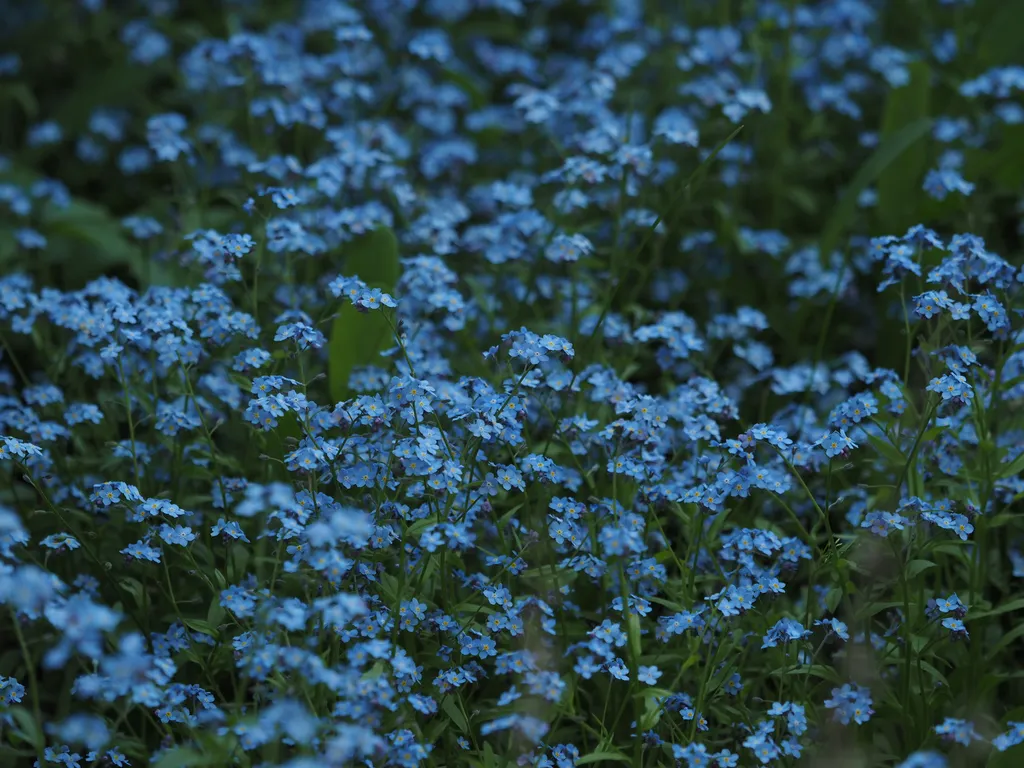 small blue flowers growing amidst the grass