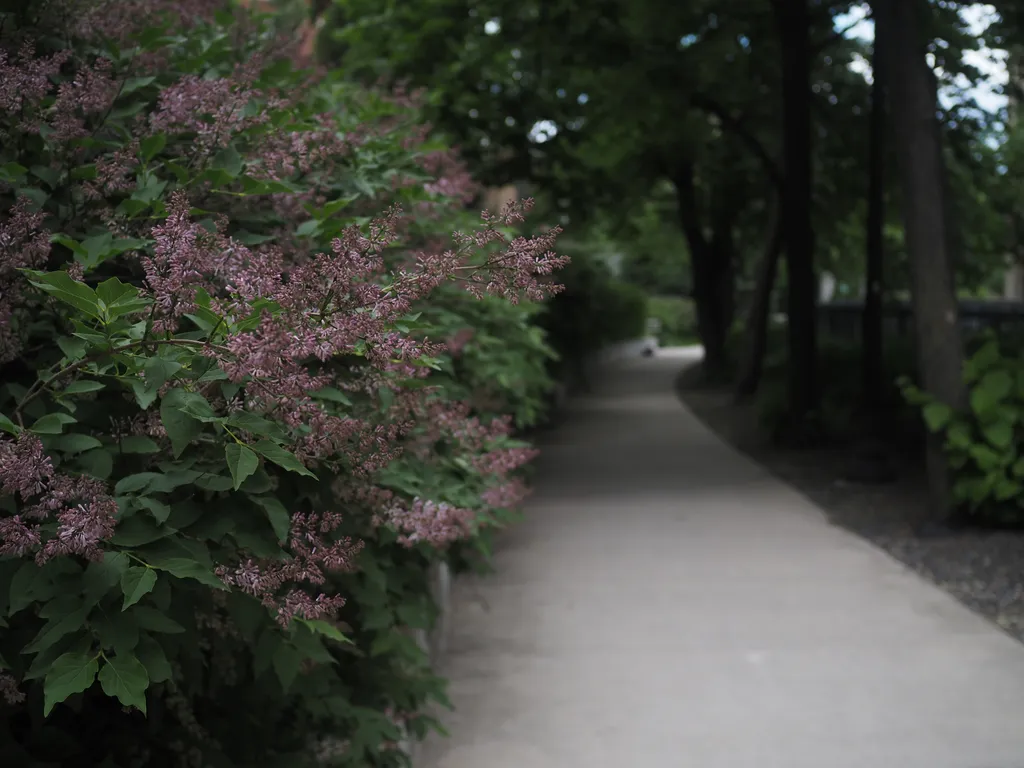 pink flowers along a walking path