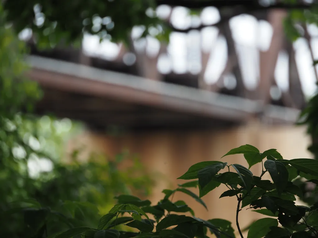 a rail bridge visible through lush foliage