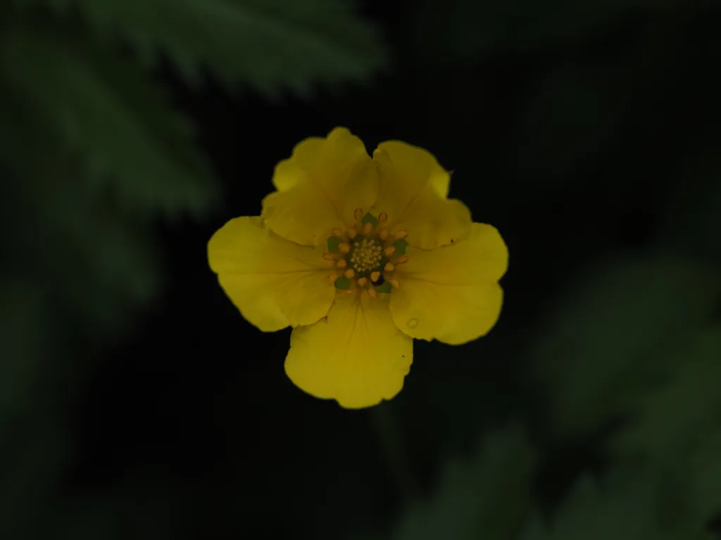 a small yellow flower