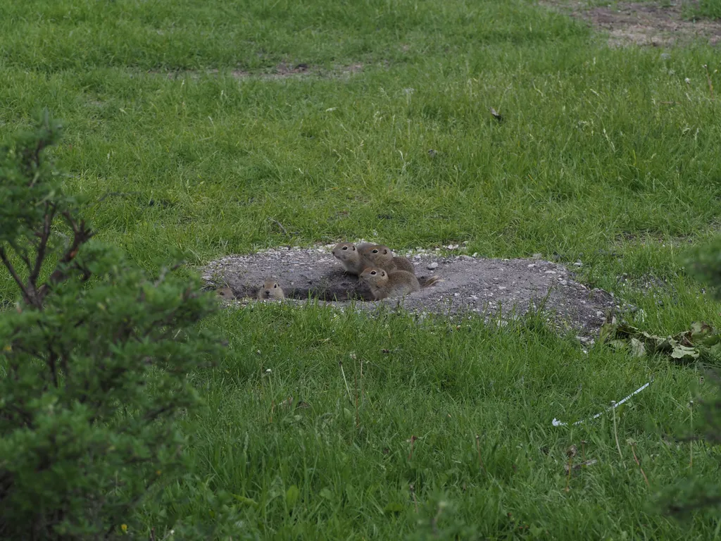 baby flickertails peering out from their hole