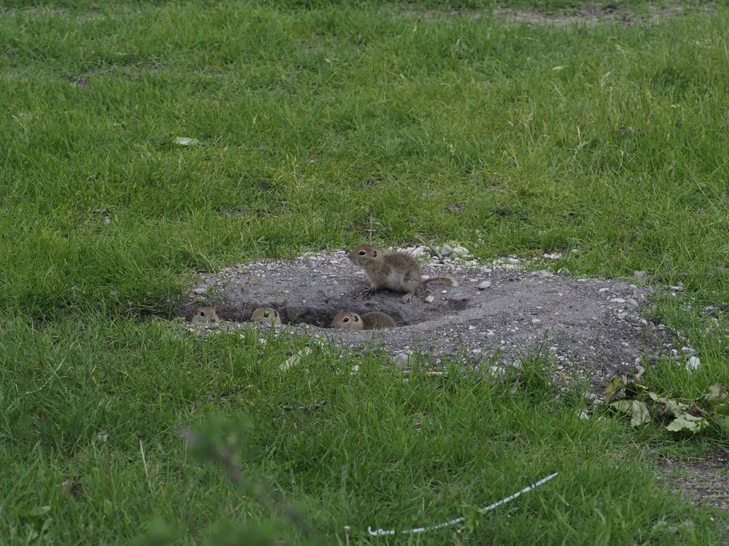 baby flickertails peering out from their hole