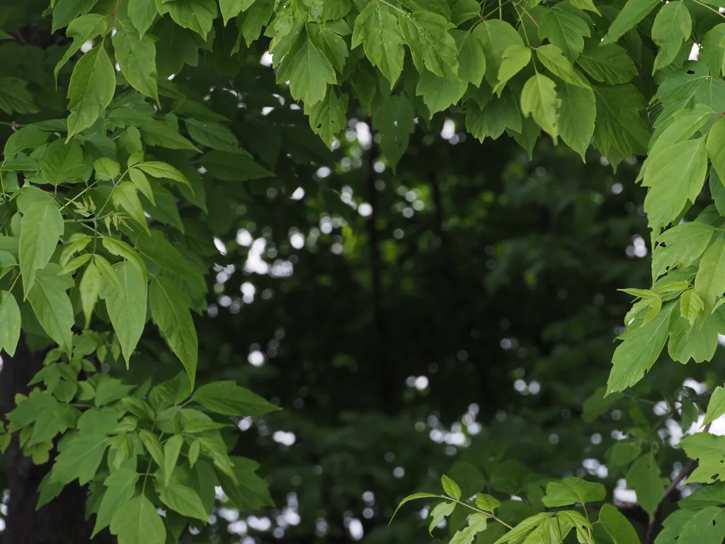 looking through a hole in foliate to further trees