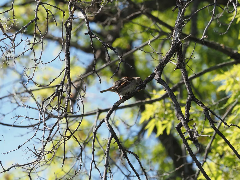 a sparrow with ruffled feathers in a tree