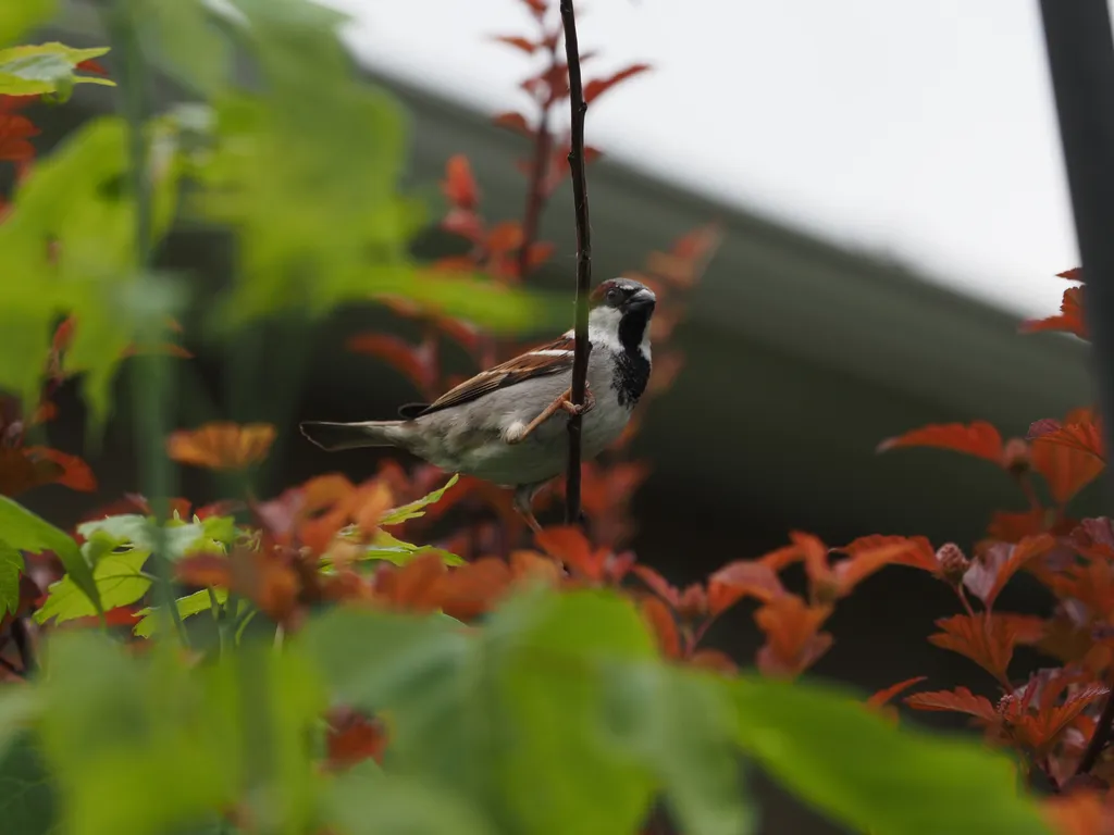 a sparrow perched on a branch