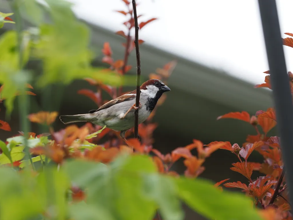 a sparrow perched on a branch