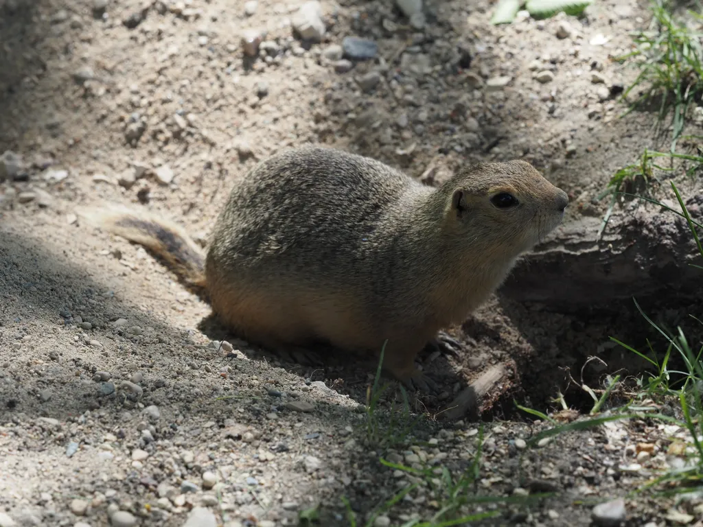 a ground squirrel by their hole