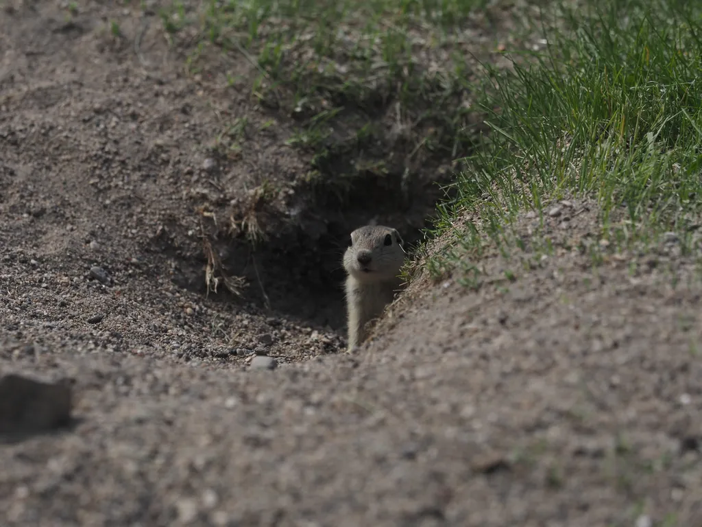 a ground squirrel poking their head out of a hole