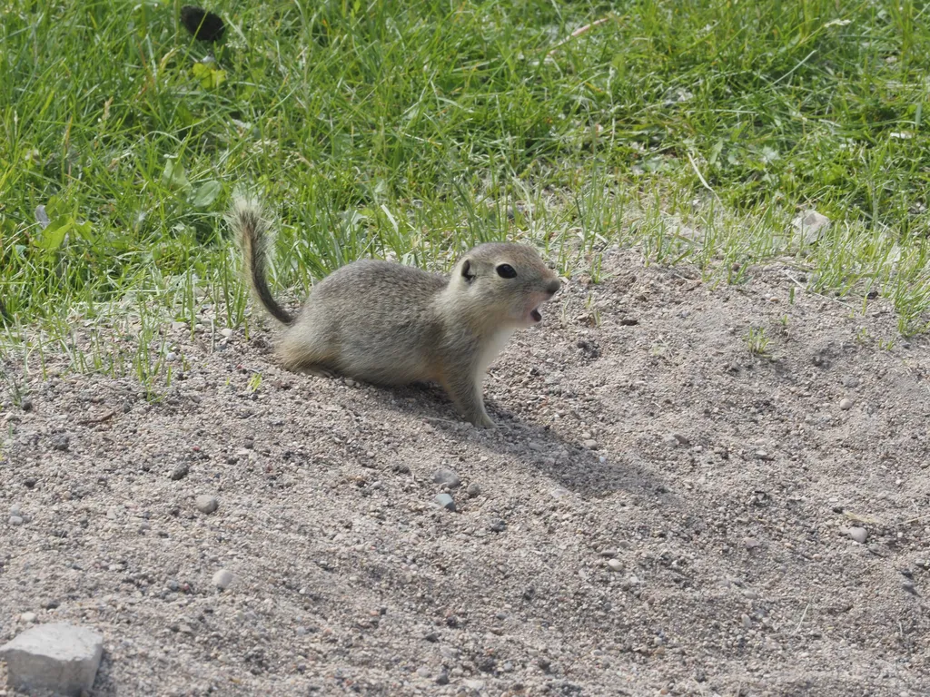 a young ground squirrel