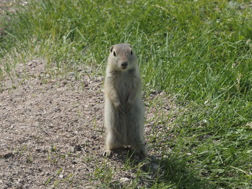 a ground squirrel on their hind legs