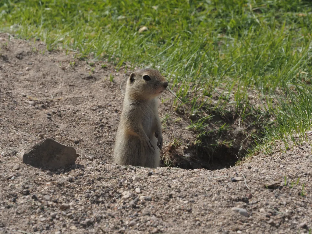 a ground squirrel on their hind legs poking out of their hole