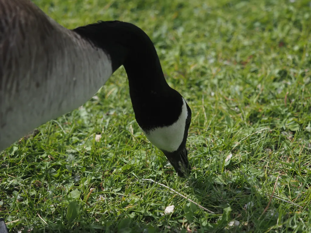 a goose eating