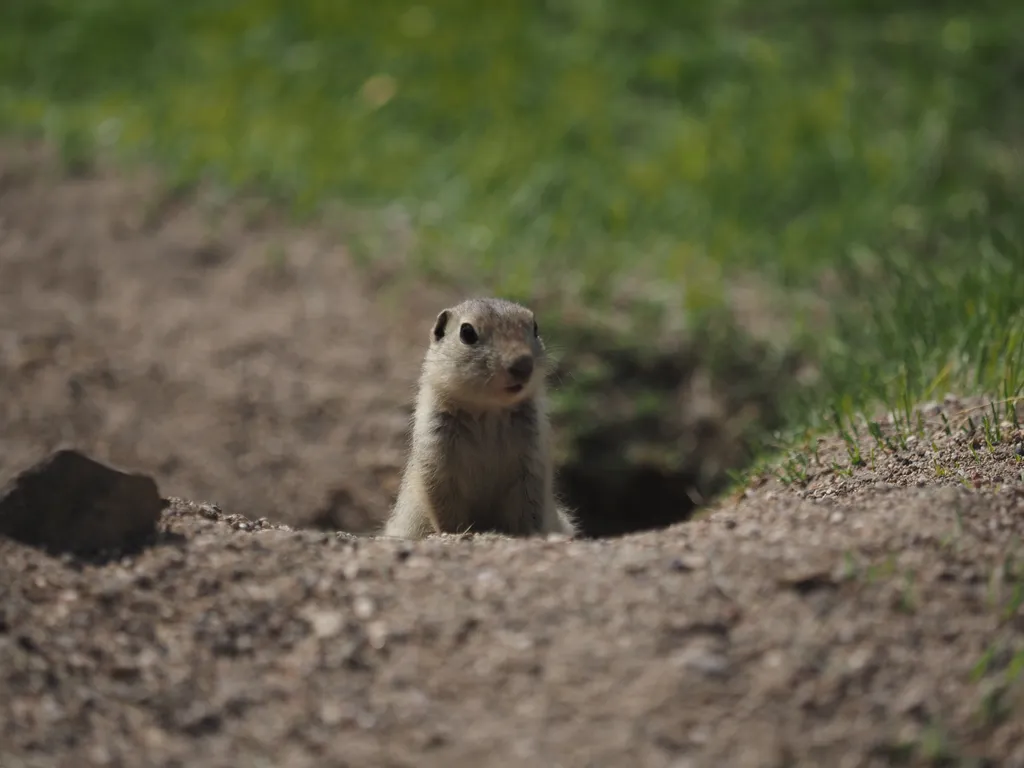 a ground squirrel in its hole