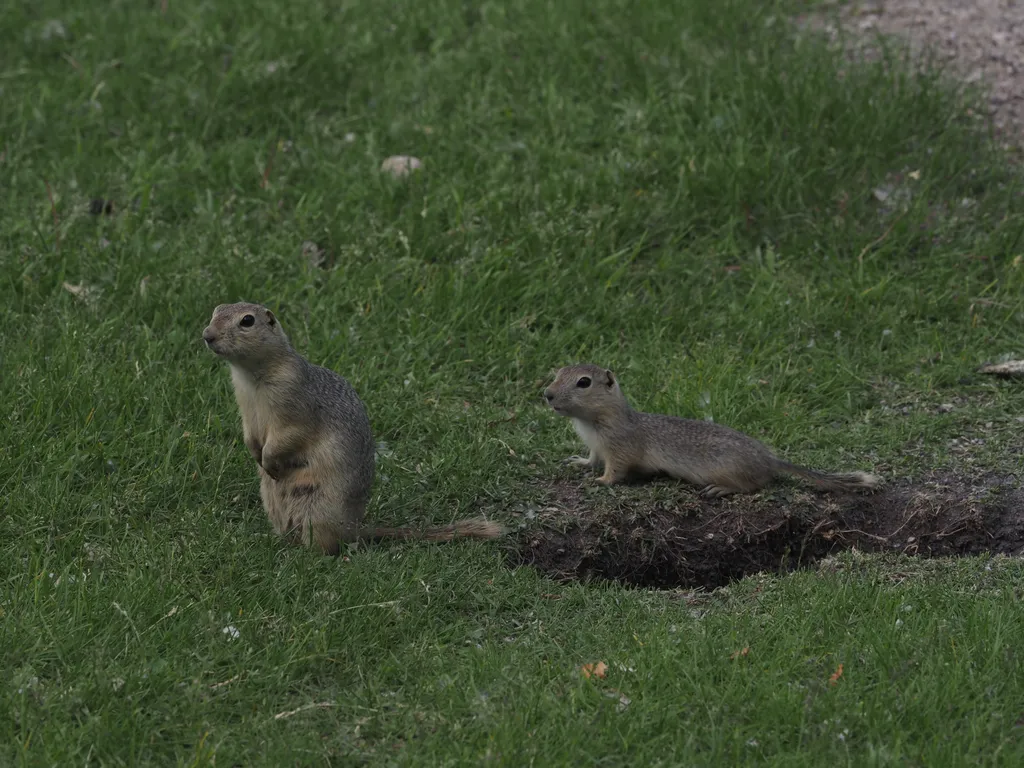 ground squirrels by their hole