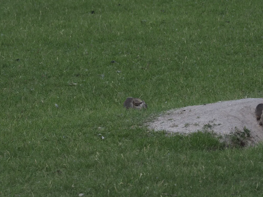 ground squirrels fighting