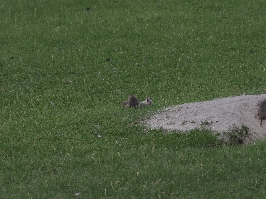 ground squirrels fighting