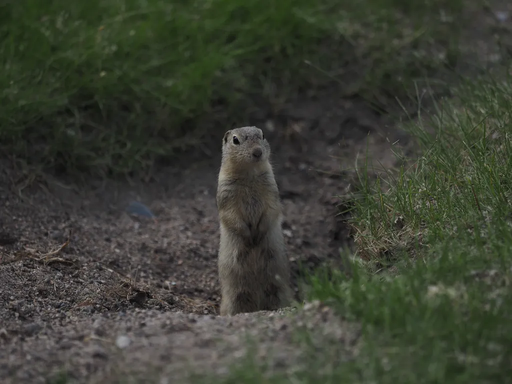 a ground squirrel emerging from their hole