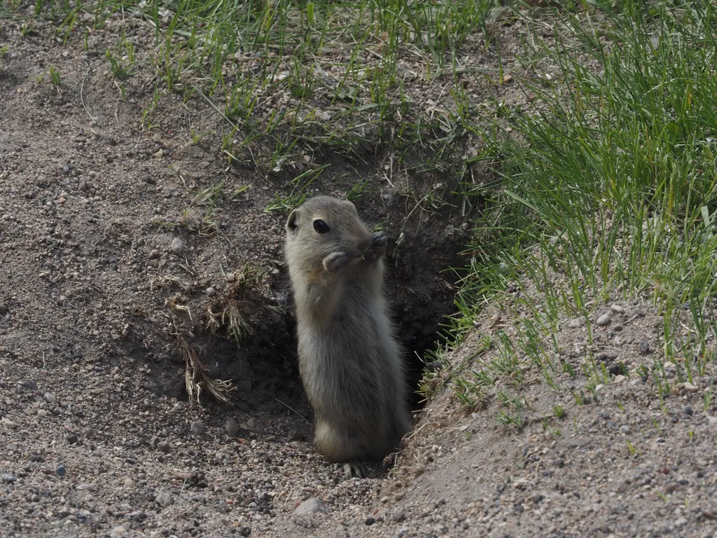 a ground squirrel emerging from their hole