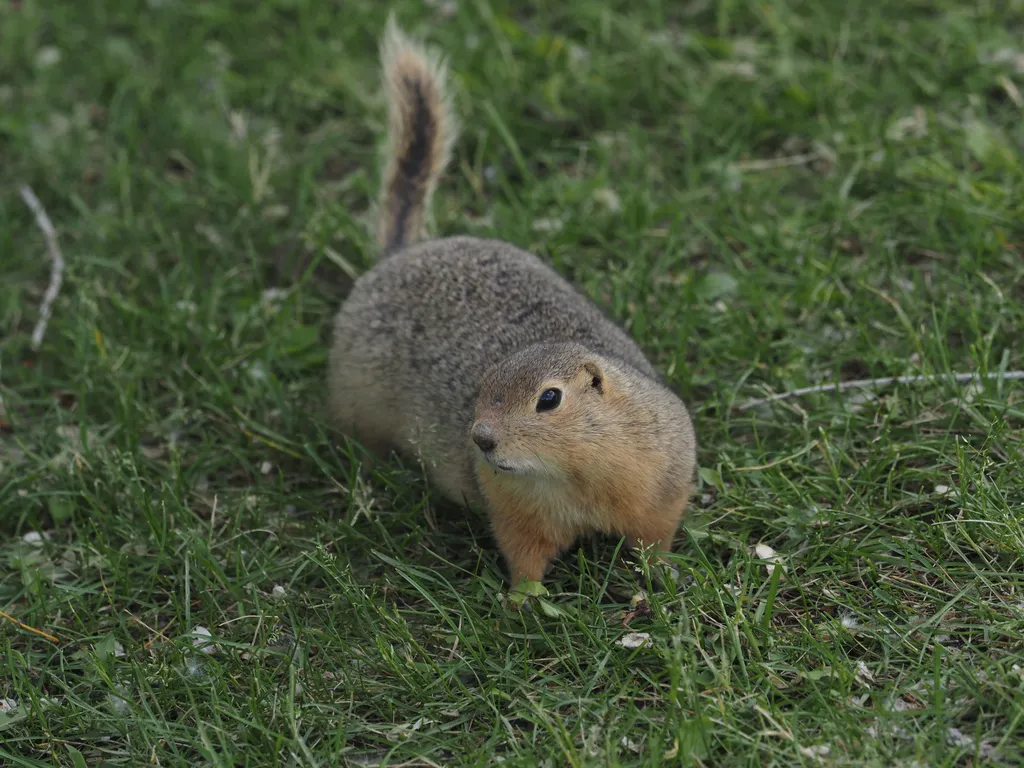 a chubby ground squirrel