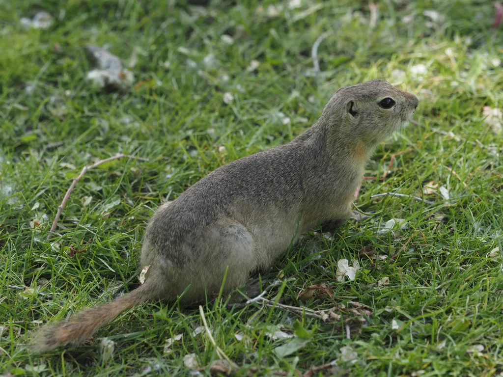 a ground squirrel