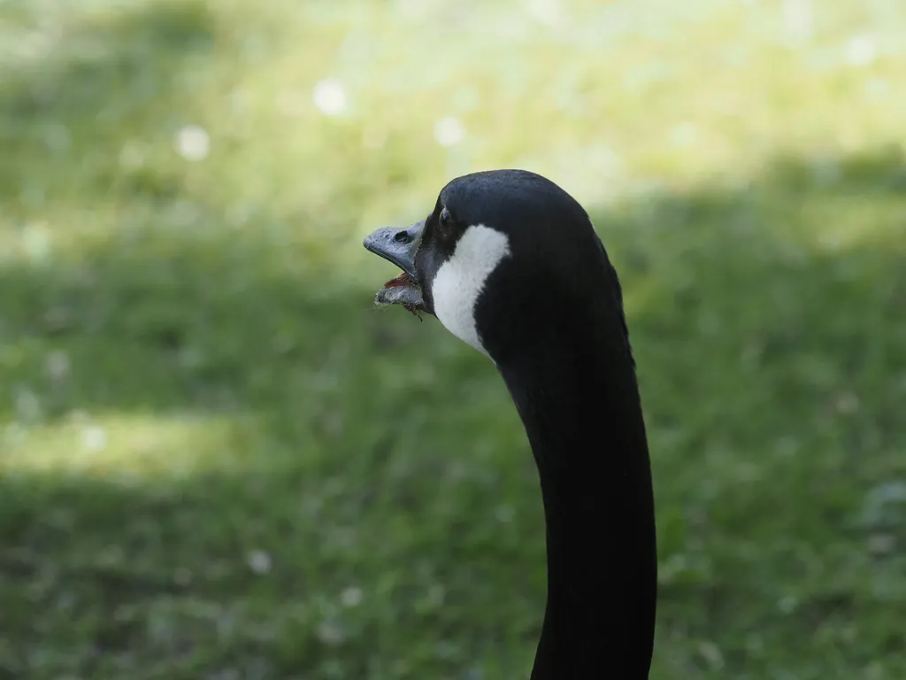 a goose head viewed from behind