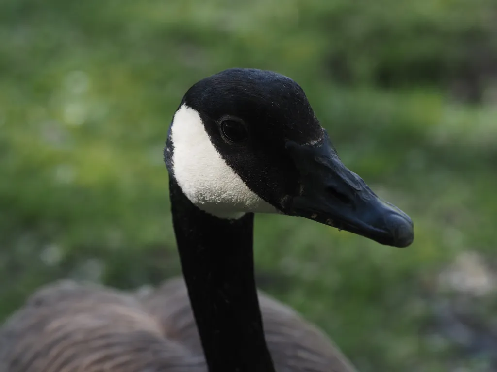 a close-up of a goose