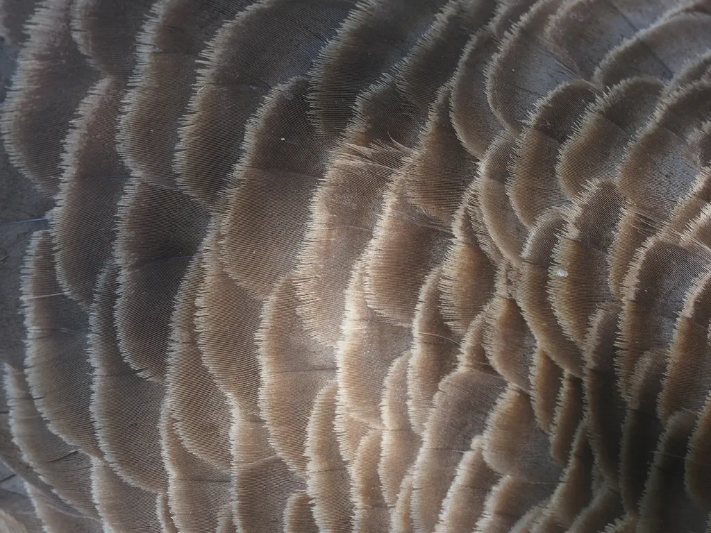 a close-up of goose feathers