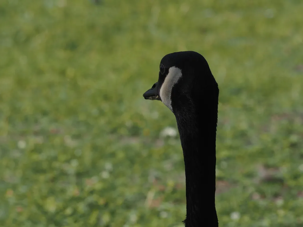 a goose head from behind