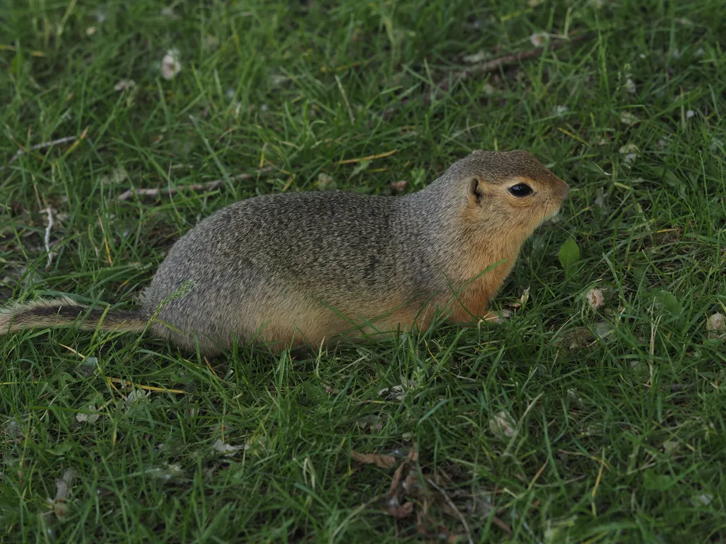 a ground squirrel