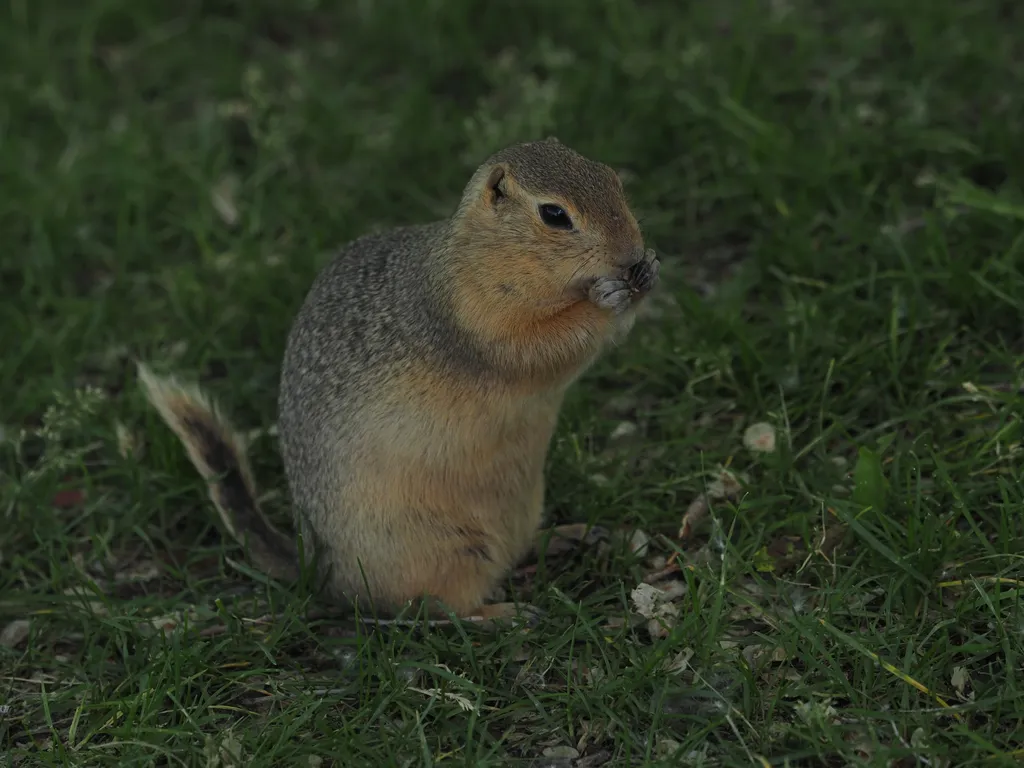 a ground squirrel eating