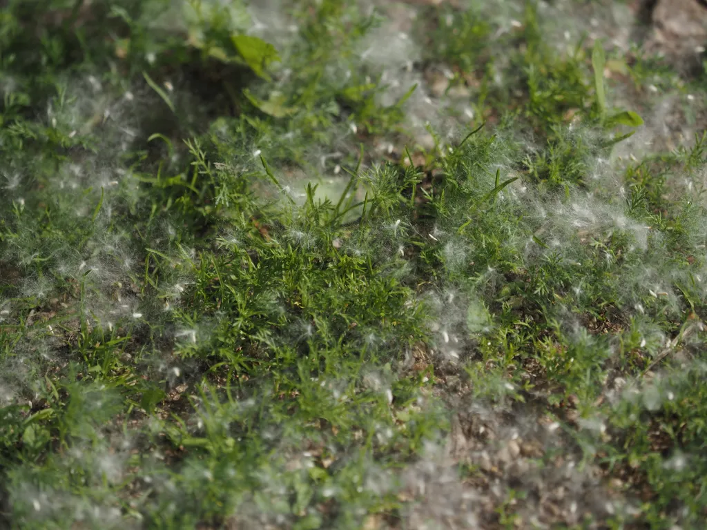 grass covered in white fluffy seeds