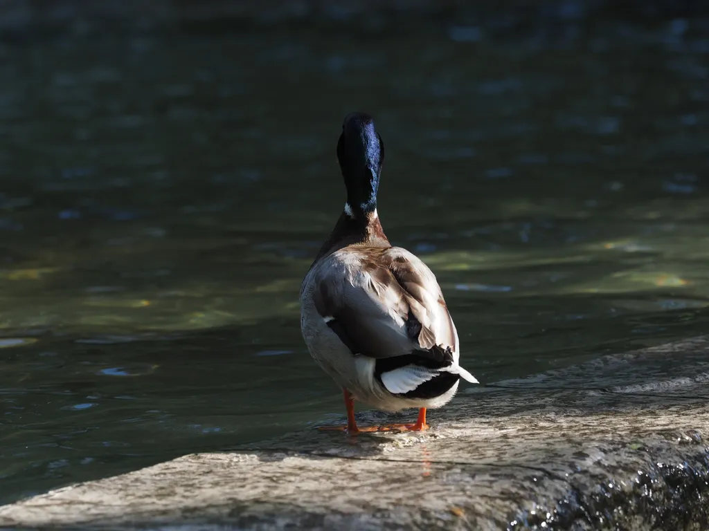 a duck standing on the edge of a fountain, facing away from camera