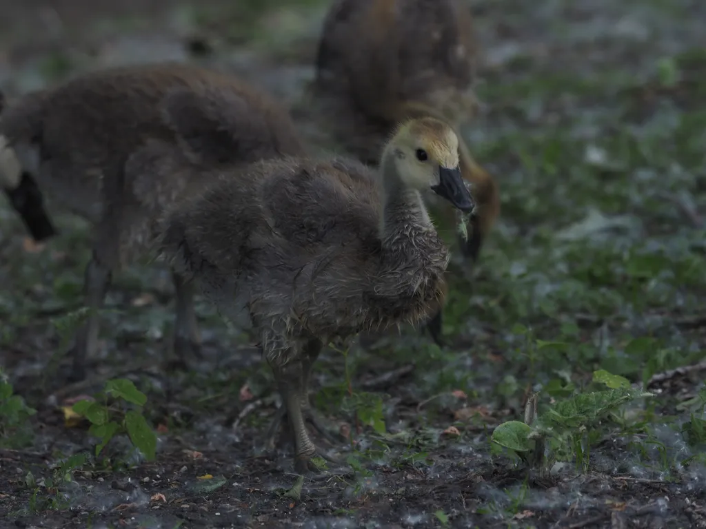 a gosling with grass-covered seed in their mouth