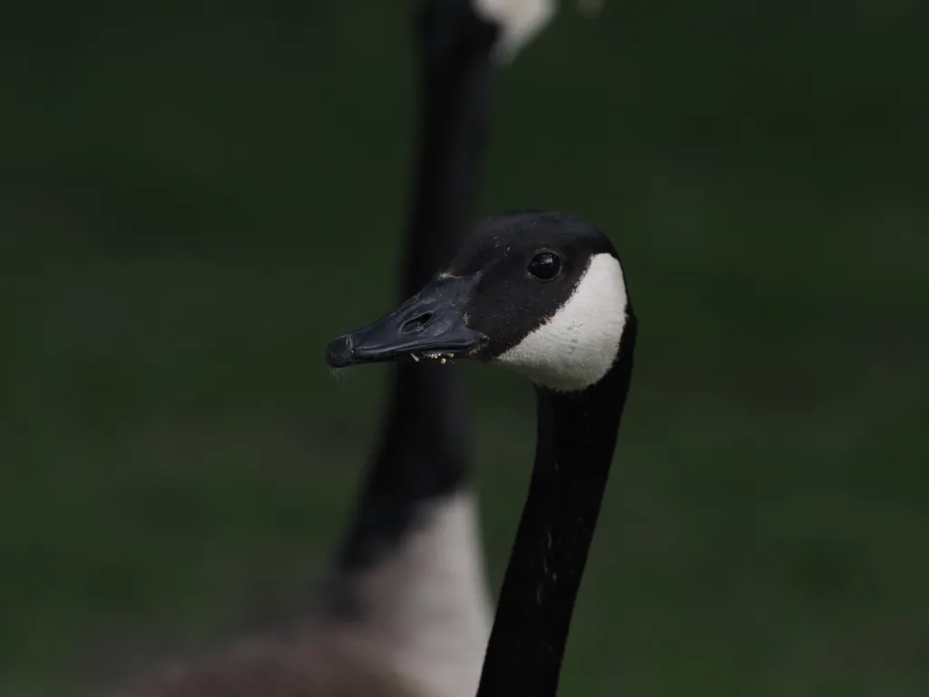 a goose staring at the camera