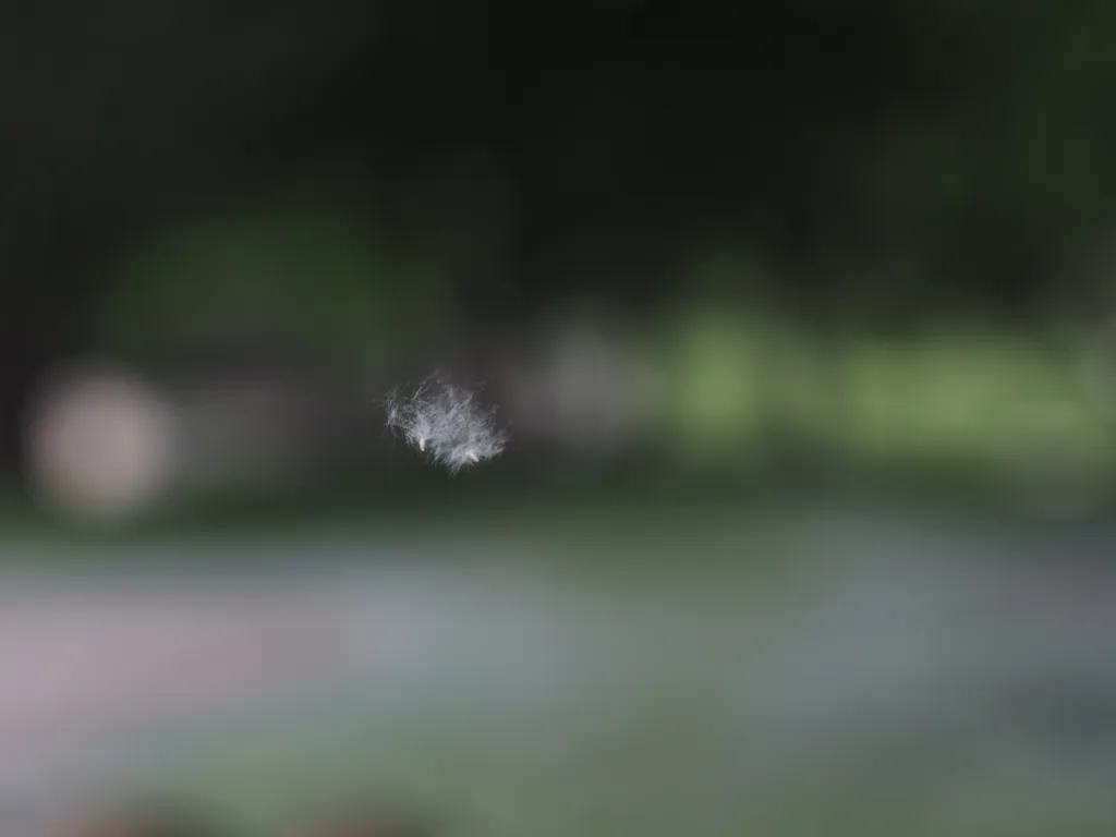 a fluffy white seed floating in the wind