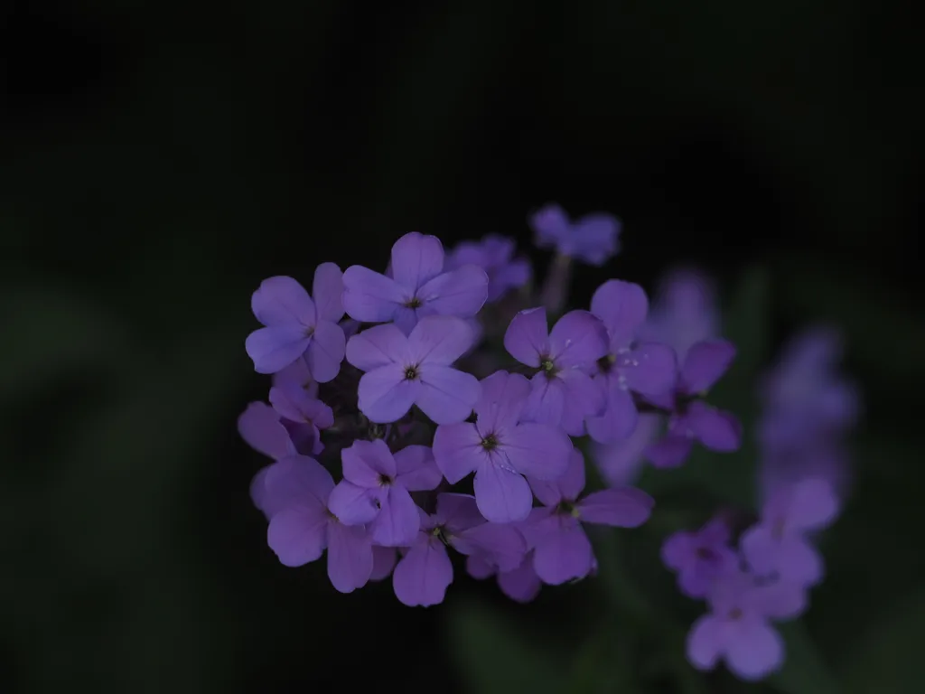 a plant with many small purple flowers