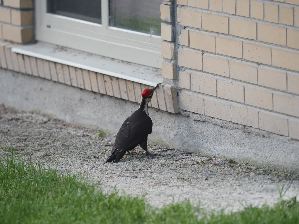 a large woodpecker investigating a building