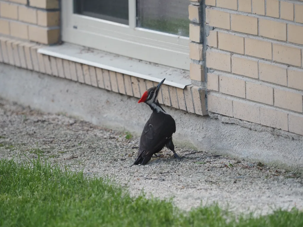 a large woodpecker investigating a building