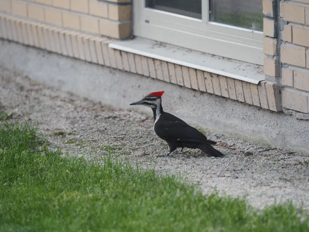 a large woodpecker standing by a building