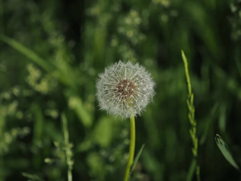 a dandelion about to release its seeds