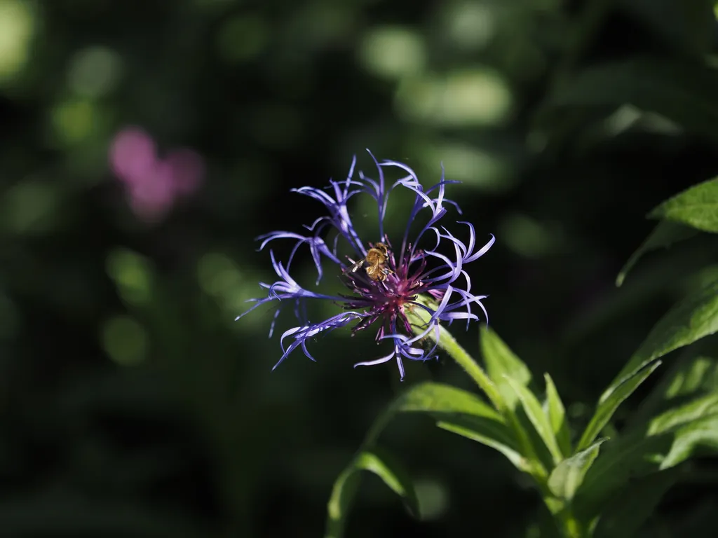 a bee visiting a whispy flower