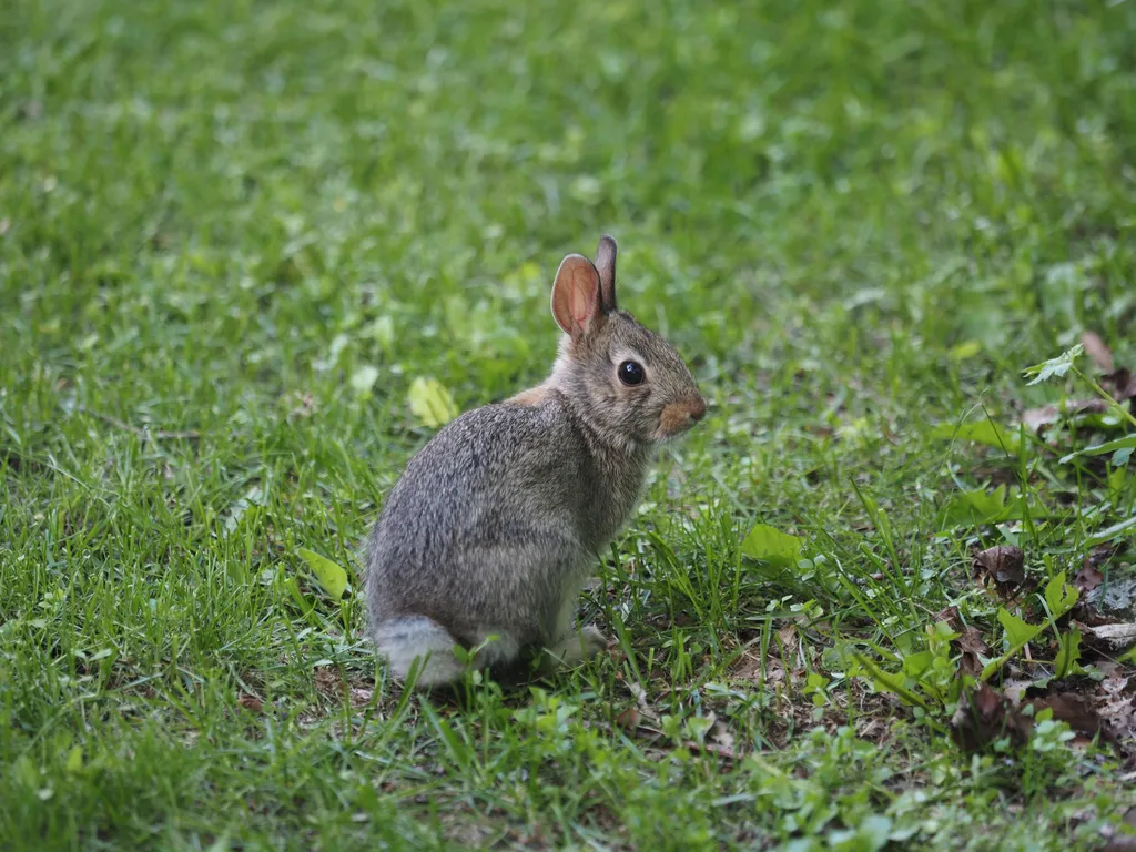 a baby rabbit