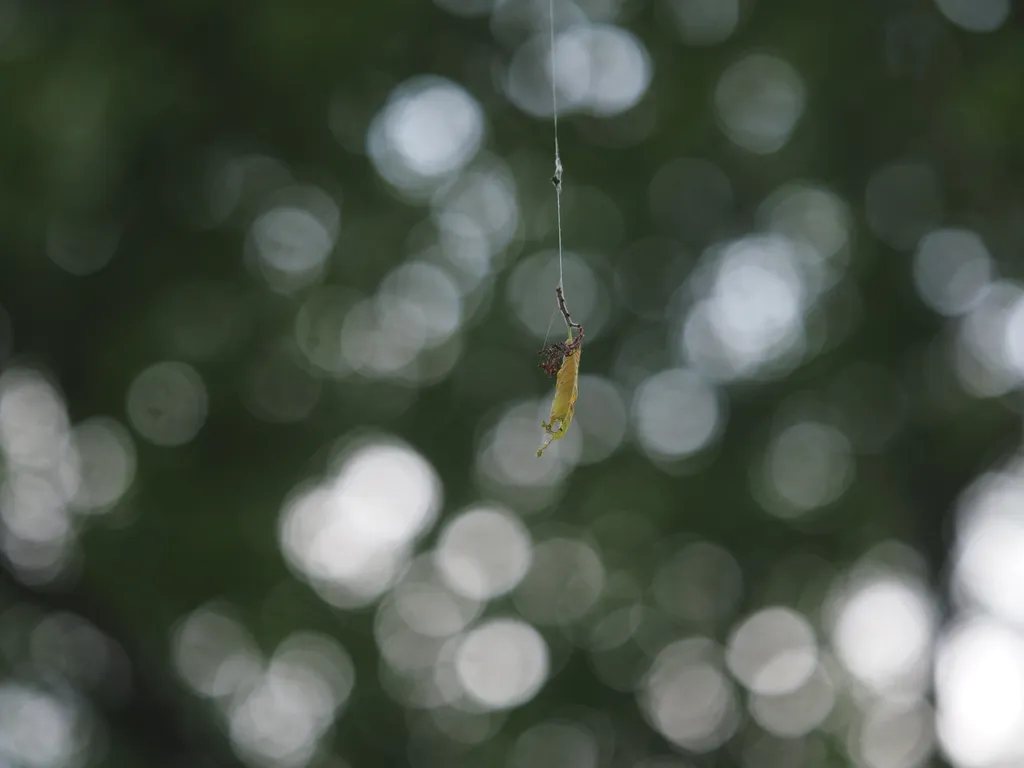 a leaf dangling from from a caterpillar's web