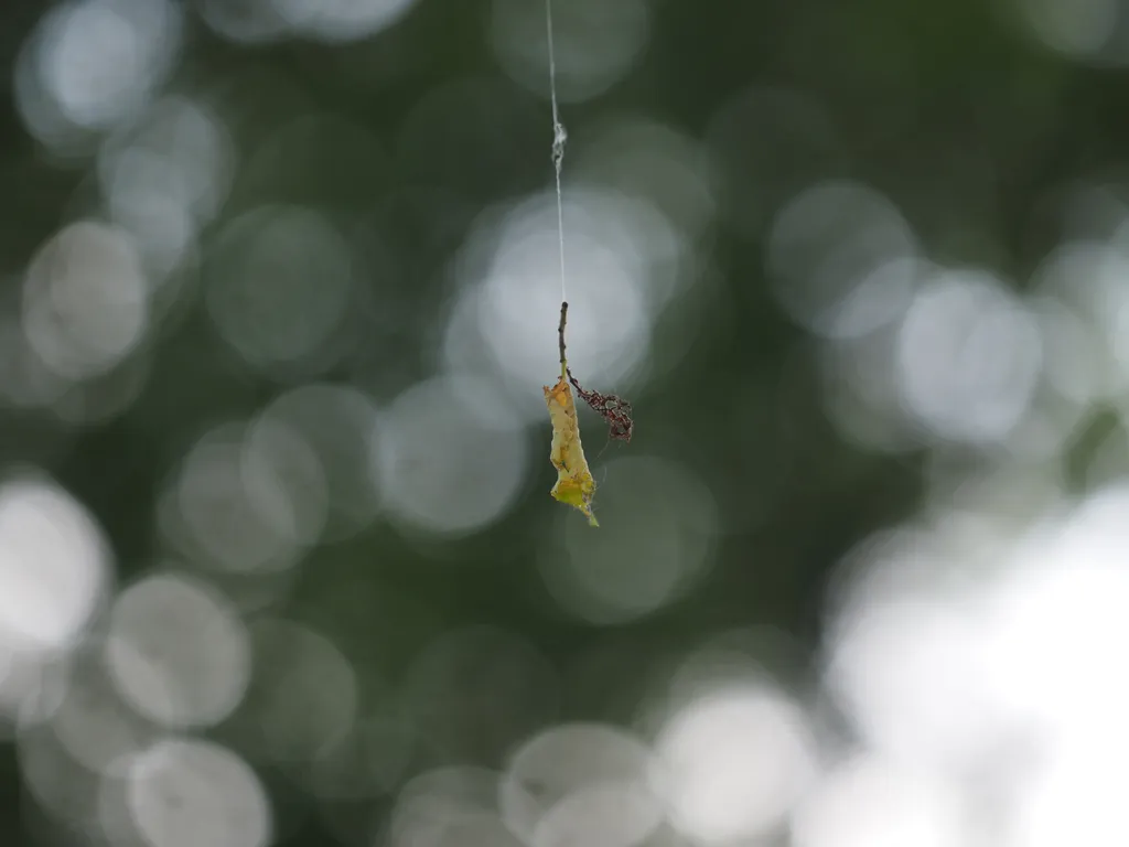 a leaf dangling from from a caterpillar's web