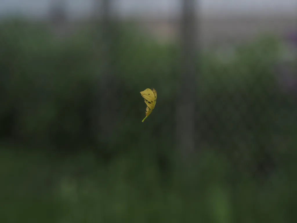 a leaf caught in a caterpillar web